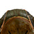 Original German WWII M40 Refurbished Battle of Kursk Camouflage Chicken Wire Helmet - Stamped EF66 Original Items