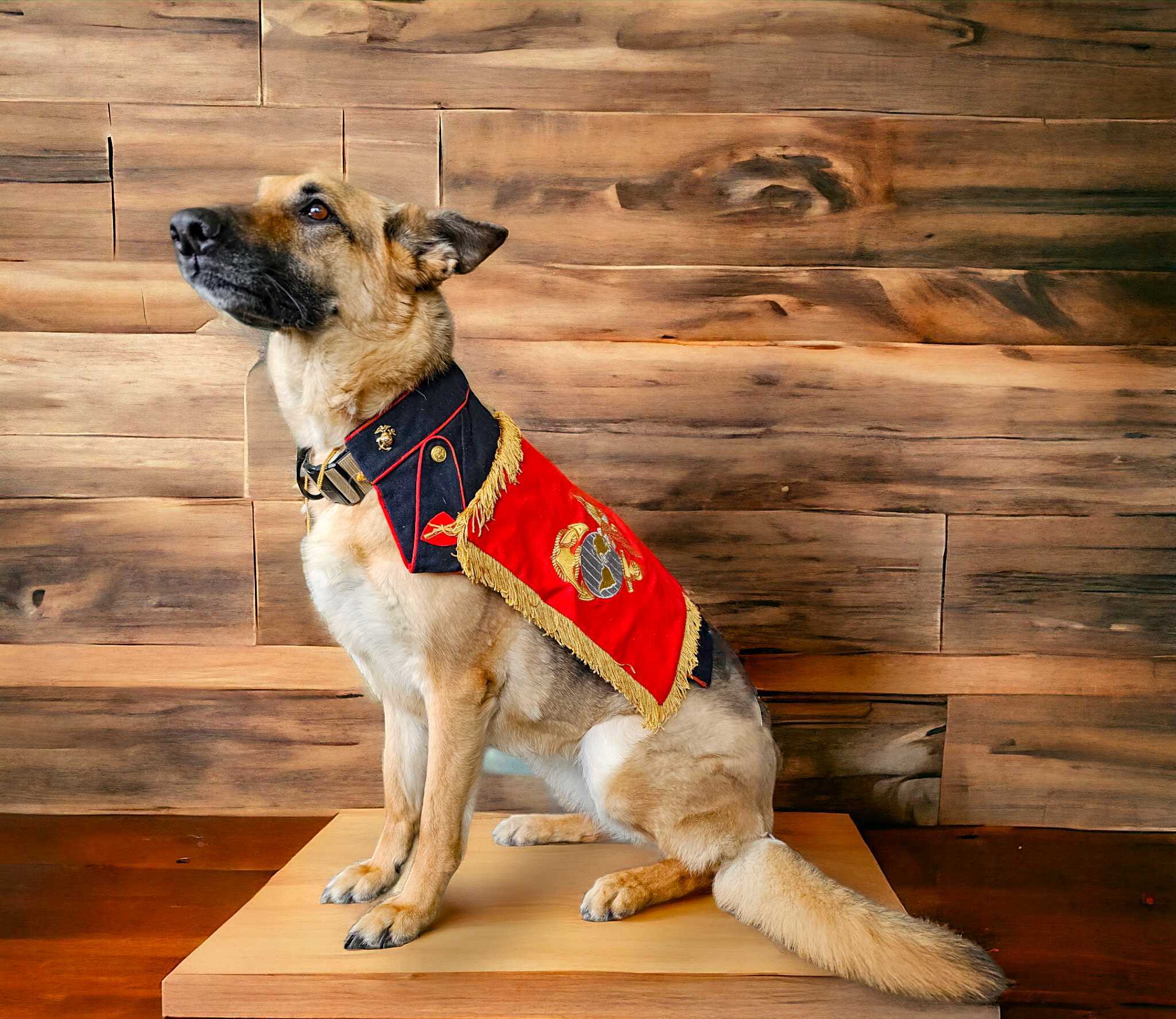 Original U.S. 1950s First Marine Corps Mascot Chesty I - Lance Corpo International Military Antiques Original U.S. 1950s First Marine Corps Mascot Chesty I - Lance Corpo International Military Antiques