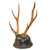 Original Imperial Japanese SNLF Antler Sword Stand Cutsom-Made for IJN Special Naval Landing Force Officer - Base Modeled After Type 90 Helmet with Landing Force Insignia Original Items