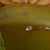 Original U.S. Vietnam M1 Paratrooper Helmet with USMC Reversible Camouflage Cover and Liner Original Items
