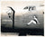 Original U.S. WWII B-17, B-24, & Other Bomber Aircraft Nose Art Photograph Collection 4”x5” - 20 Photos Original Items