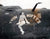 Original U.S. WWII B-17 B-24 Bomber & Fighter Aircraft Nose Art Photograph Collection 4”x5” - 20 Photos Original Items