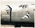 Original U.S. WWII B-17, B-24, & Other Bomber Aircraft Nose Art Photograph Collection 4”x5” - 20 Photos Original Items