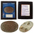 Original U.S. Civil War SNY New York Early “Puppy Paw” Belt Buckle Excavated at Folly Island, South Carolina - 117th New York Volunteer Infantry Regiment Original Items