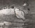 Original U.S. WWII AAF Nose Art Photo Collection with Fantastic Suggestive Artwork - 20 Photos Total Original Items
