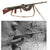 Original French WWI Fusil-Mitrailleur Modèle 1915 CSRG Chauchat Display LMG with Magazine, Magazine Bag & Inert Rounds - Matching Serial 24926 Original Items
