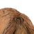 Original U.S. WWII USMC 3rd Marine Division Souvenir Coconut Sent Home with Mailing Label Original Items