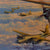 Original Signed Limited Edition Print: Framed “Marauder Mission” by Robert Taylor Signed by Three B-26 Marauder Pilots in the European Theater - 205/1250 - 24¾ x 30” Original Items