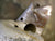 Battle of Britain Spitfire Cowling Section: Original WW2: One Only! Original Items