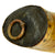 DRAFT Original British Early 18th Century Gun Powder Horn marked to the 76th Regiment of Foot circa 1787-1820 Original Items