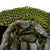 Original British WWII Desert Camouflage Painted MkII Brodie Steel Helmet with Dual Color Helmet Net and Australian Shell Dressing - Dated 1940 Original Items