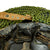 Original British WWII Desert Camouflage Painted MkII Brodie Steel Helmet with Dual Color Helmet Net and Australian Shell Dressing - Dated 1940 Original Items