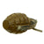 Original U.S. WWII Inert MkII Pineapple Grenade with Yellow Ring & M10A3 Fuze Original Items