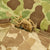 Original U.S. WWII USMC 1943 Dated Shelter Half - Reversible Camouflage Original Items