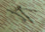 German Luger Ejector Original Items
