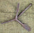 Original Early 19th Century Percussion Musket & Rifle Multi-Tool Original Items