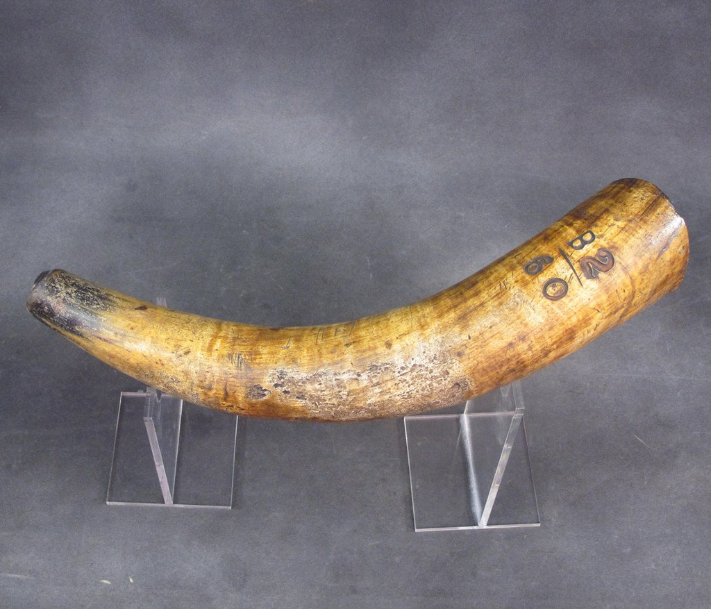 Original British 18th Century Massive Powder Horn Original Items