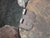 Original 16th Century European Burgonet Helmet Original Items
